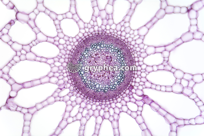 Tige de Pesse CT x25 - gryphea.com